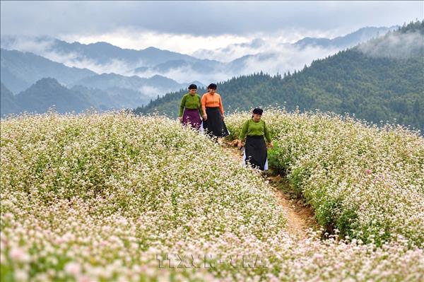Tuyen Quang : les fleurs de sarrasin, moteur du tourisme durable