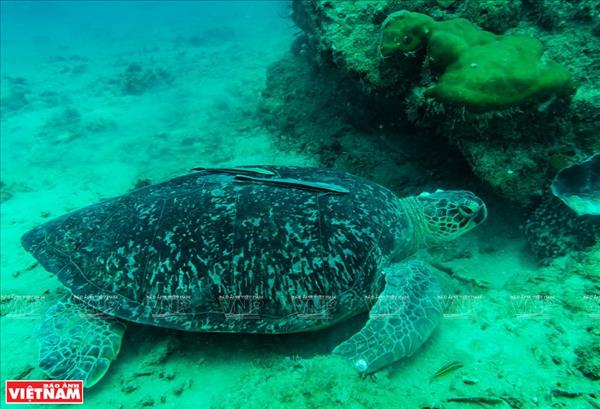 Lam Dong : Sixième ponte de tortue marine enregistrée cette année sur lîle de Hon Cau