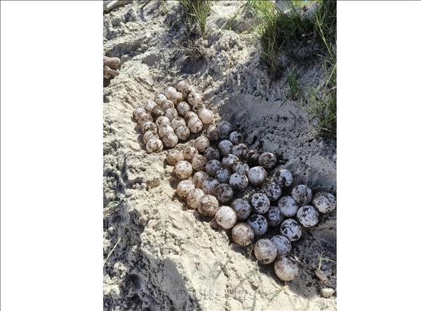 Tortugas marinas desovan por sexta vez en isla de Hon Cau