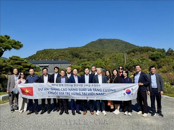 Tìm đường cho vừng Việt Nam vào chuỗi thực phẩm Hàn Quốc