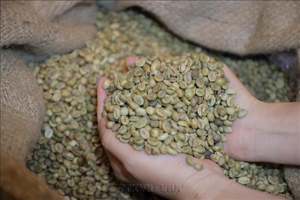 Chuẩn hóa chất lượng, định vị thương hiệu Robusta Việt Nam trên toàn cầu