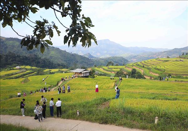 Khám phá vùng cao Pu Nhi qua sắc vàng ruộng bậc thang và sắc màu văn hóa Mông