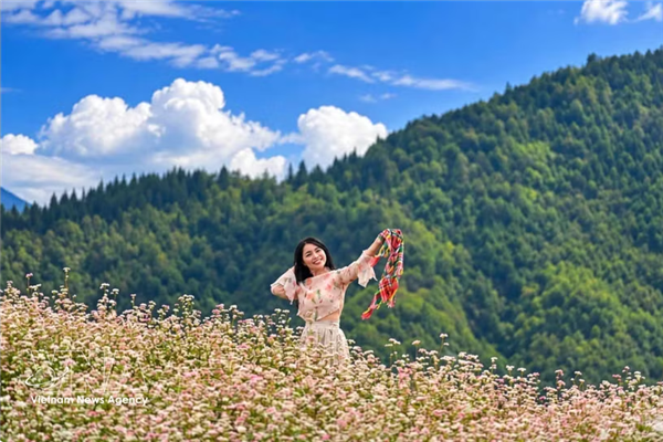 Lung Cu attire les visiteurs avec ses collines de fleurs de sarrasin en pleine floraison