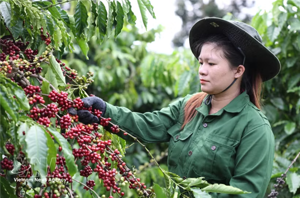 Le Festival du café de Buon Ma Thuot prévu en mars 2027