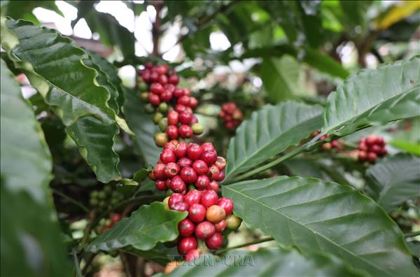 Buon Ma Thuot Coffee Festival to reach national level in 2027