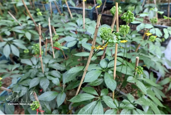 La science et la technologie révolutionnent la filière des plantes médicinales