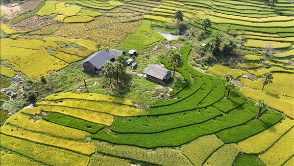 Mùa vàng trên Bản Tèn