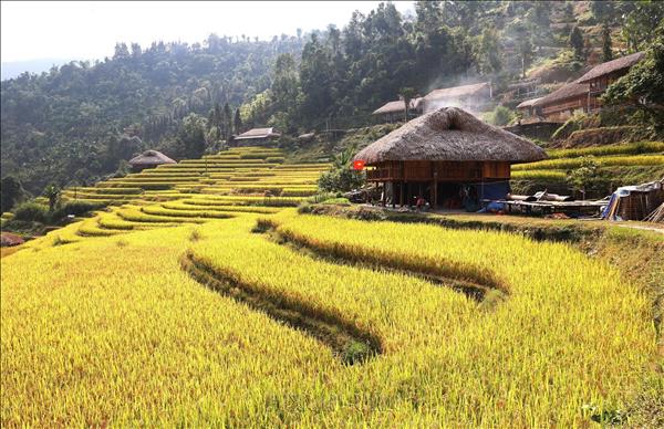Xà Phìn - mùa vàng bên những nếp nhà