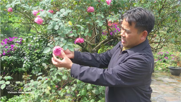 Sa Pa : un  royaume des roses anciennes  qui rapporte gros