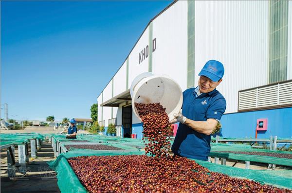 Vinh Hiep Gia Lai Remains Viet Nams Top Green Coffee Bean Exporter
