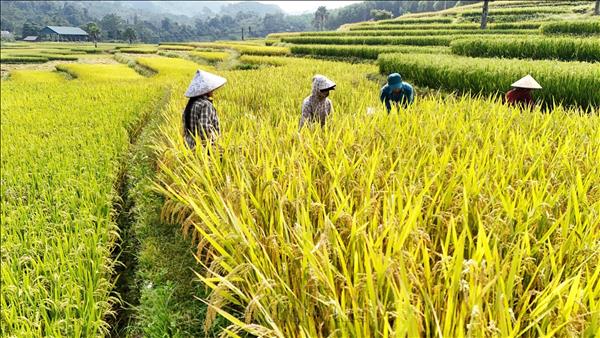 Thai Nguyens Ten Village Transformed with Golden Season