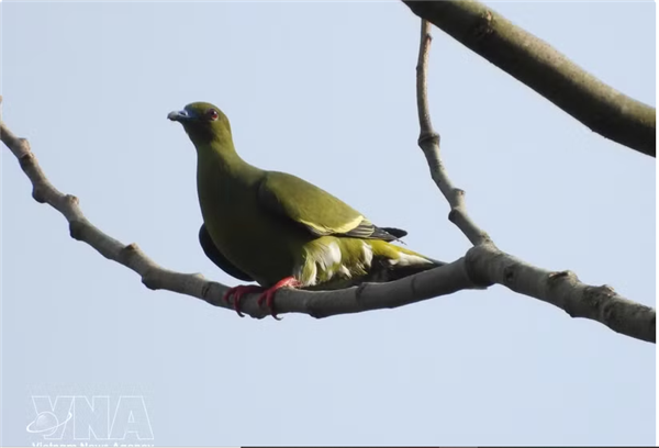 La réserve naturelle de Dakrong recense 35 nouvelles espèces doiseaux