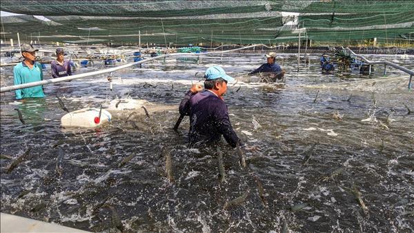 Ca Mau shrimp festival expected to attract up to 10,000 visitors