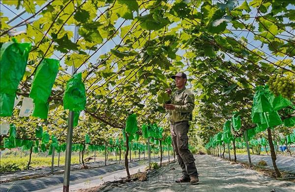 Nông dân tự tin chuẩn hóa thương hiệu cho nông sản
