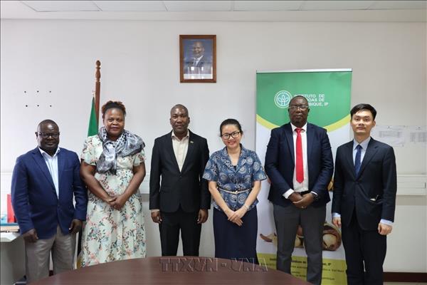 Vietnam, Mozambique seek stronger agricultural ties