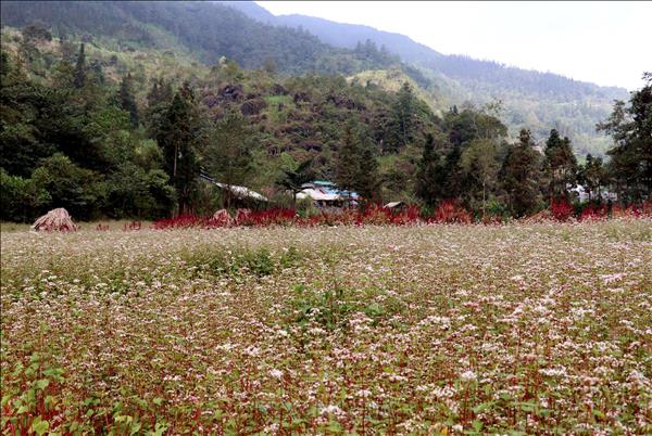 Sắc hoa tam giác mạch trên Cao nguyên đá
