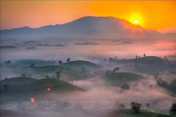 Bình minh trên đồi chè Long Cốc