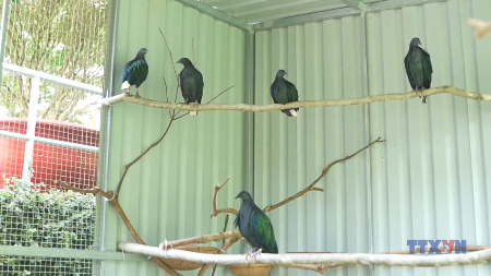 Con Dao National Park receives five rare Nicobar pigeons