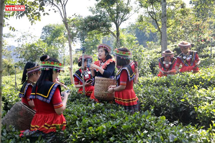 Bà con dân tộc Dao ứng dụng công nghệ số Al lan tỏa đặc sản chè