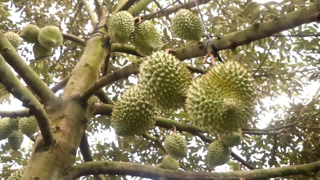 Durian export revenue grows to fresh new highs