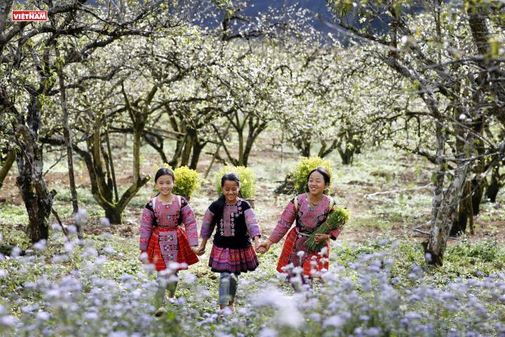 Mộc Châu - Thảo nguyên Xuân giữa mây trời Tây Bắc