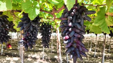 ຊາວສວນແຂວງ ແຄ໋ງຮ່ວາ ກຽມພ້ອມເກັບກ່ຽວອະງຸ່ນ ຕ້ອນຮັບ ບຸນເຕັດ