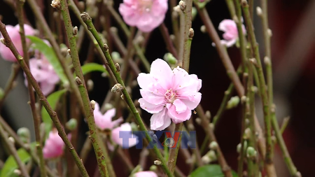 Early spring at Hanois flower market