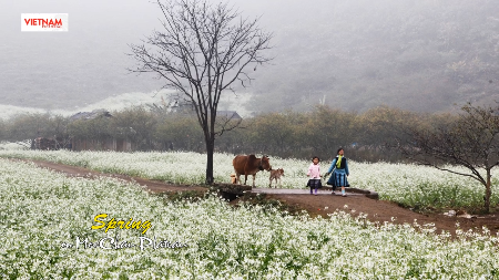 Spring on Moc Chau Plateau