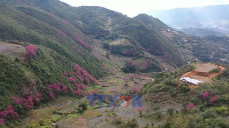 ດອກຄາຍປ່າຢູ່ເທິງພູເຮັດໃຫ້ຫຼົງໄຫຼຈິດໃຈຂອງນັກທ່ອງທ່ຽວ