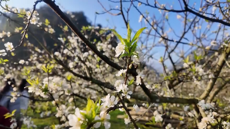 Moc Chau Plateau Awash in White Plum Blossoms