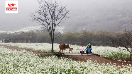 Moc Chau, pradera de la primavera entre las nubes del noroeste 