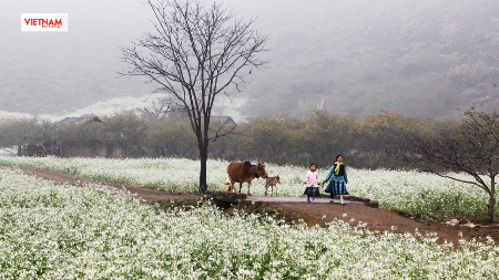 モック・チョウ  - ベトナムを代表する自然の観光地