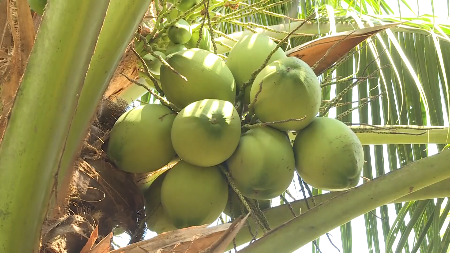 Vietnam alcanza récord en exportaciones de frutas y verduras en 2025