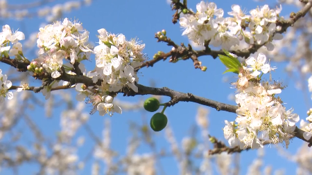 Moc Chau, un océan de fleurs blanches au Vietnam
