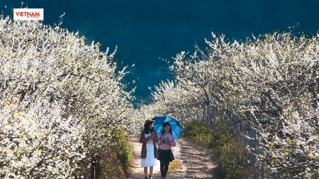 ມົກເຈົາ - ທົ່ງຫຍ້າແຫ່ງລະດູບານໃໝ່ ຢູ່ທ່າມກາງສາຍໝອກ ເຂດ ໄຕບັກ