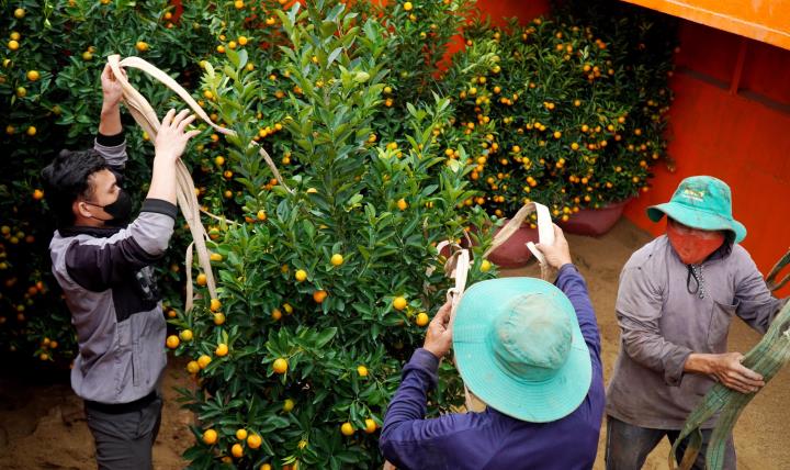 Quất cảnh Tứ Liên khoe sắc đón Xuân