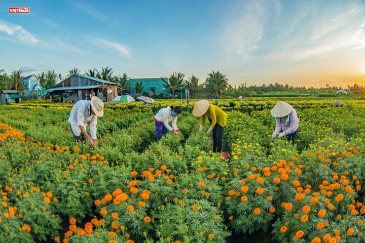 Nhộn nhịp mùa hoa Tết đất phương Nam