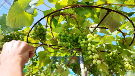 Ornamental grapevines in Khanh Hoa in high demand ahead of Tet