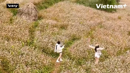 Saison des sarrasins : Tuyên Quang, nouvelle escale prisée des voyageurs