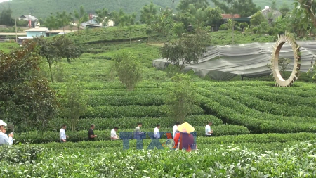 Thai Nguyen tea targets stronger brand identity