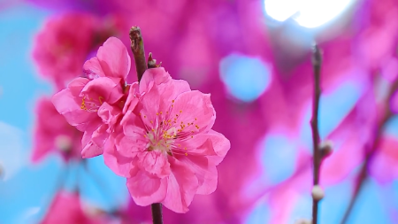 Foire du printemps 2026 - Un voyage printanier à travers le Vietnam