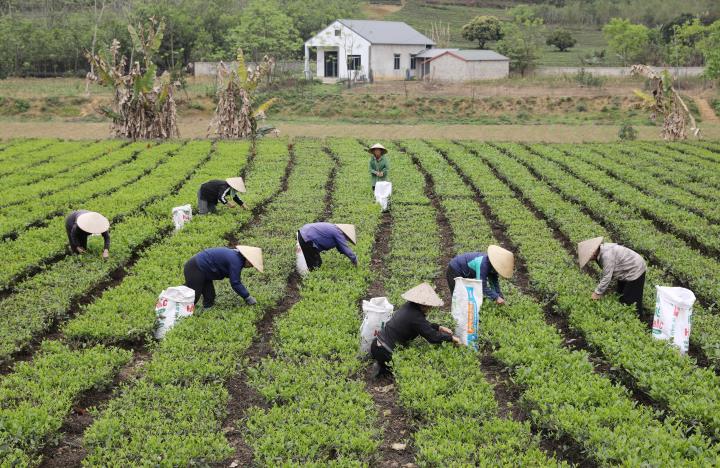 Nâng tầm thương hiệu chè Thái Nguyên