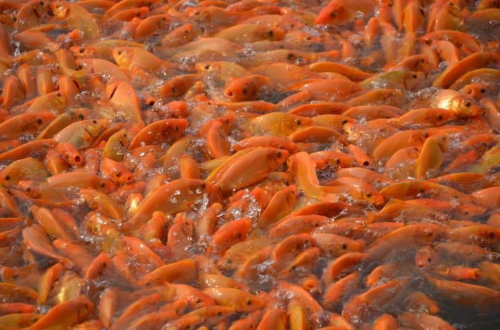 ニンチャウ赤鯉村、かまどの神を迎える祭りに備える。