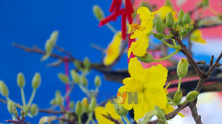 Foire du Printemps 2026: Un rendez-vous incontournable pour les achats avant le Têt