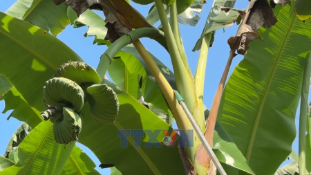Buddhas hand bananas in high demand ahead of Tet