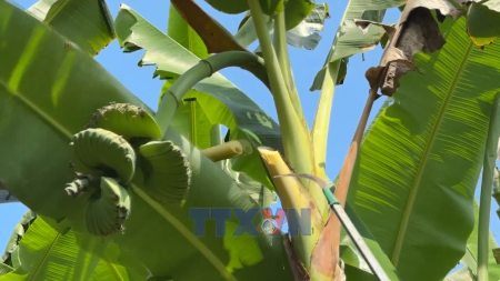 설 앞두고 ‘불수(佛手) 바나나 인기 급상승