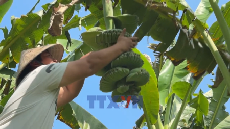 Les bananes  Main de Bouddha  très recherchées avant le Têt