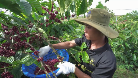 Agro forestry aquatic product exports surge nearly 30% in January