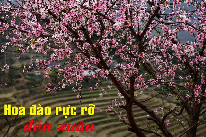 Hoa đào rực rỡ đón xuân