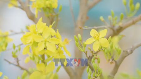 胡志明市春节旅游市场开门红：服务提质升级，游客量显著增长
